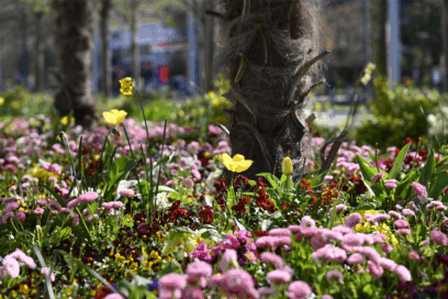 Agrandir l'image, fenêtre modale