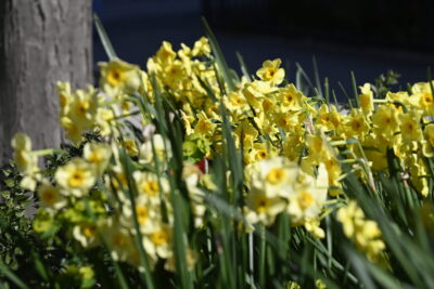 Agrandir l'image 4 sur 6, fenêtre modale