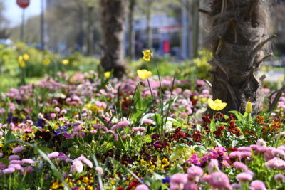 Agrandir l'image 3 sur 6, fenêtre modale