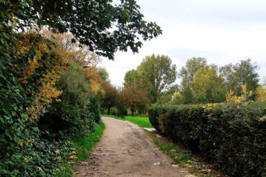 photo d'une allée avec des arbres aux couleurs d'automne