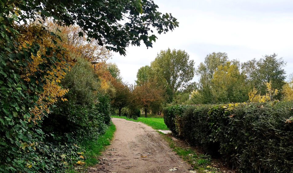 photo d'une allée avec des arbres aux couleurs d'automne
